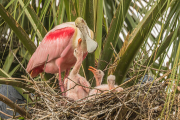 USA, Florida, Anastasia Island, Alligator Farm. Roseate spoonbill adult on nest with chicks begging...