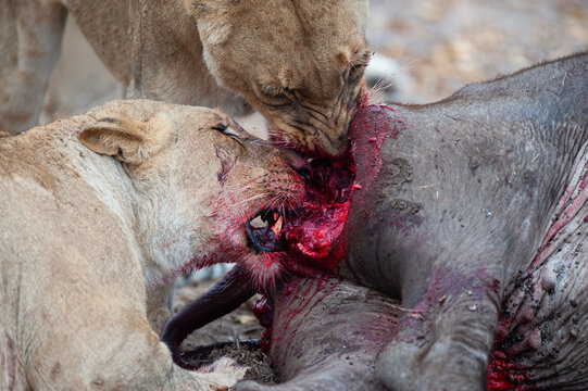Female Lions seen feeding on a kill on a safari in South Africa