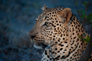 A Wild Leopard seen on a safari in South Africa