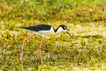 USA, Florida, Lake Apopka. Black-necked stilt bird close-up.