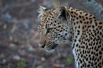 Fototapeta na wymiar A Wild Leopard seen on a safari in South Africa