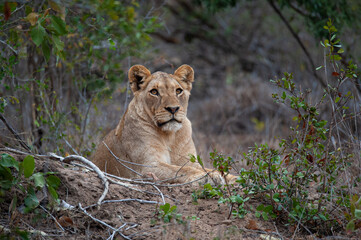 Obraz na płótnie Canvas A young Female lion seen on a safari in South Africa