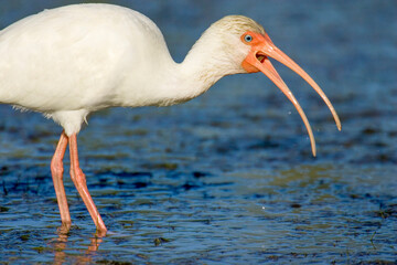 Little Estero Lagoon, Fort Myers Beach, Florida, USA. White Ibis trying to swallow a small snake.