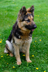 German shepherd sitting on the green grass.