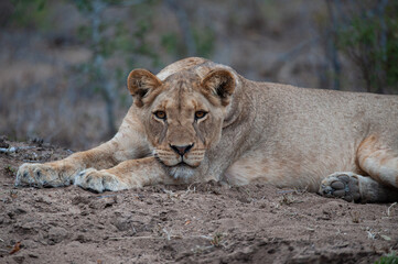 Fototapeta na wymiar A young Female lion seen on a safari in South Africa