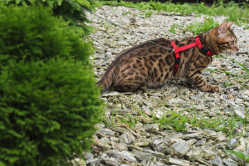 the cat on a leash walks on the street at sunset.
