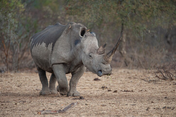 Fototapeta premium White Rhino seen on a safari in South Africa