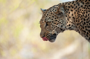 A Wild Leopard seen on a safari in South Africa