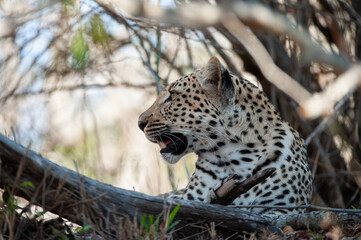 A Wild Leopard seen on a safari in South Africa
