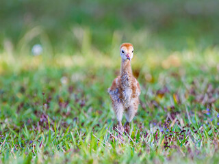 Adorable sandhill crane colt wet from tall grass