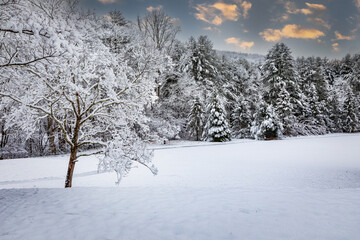 Beautiful snow scene of freshly fallen snow on pine trees