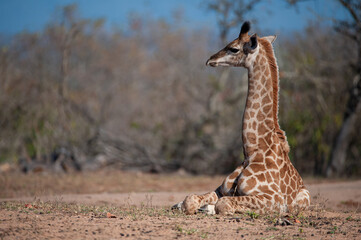 Baby Giraffe seen a resting on a safari in South Africa