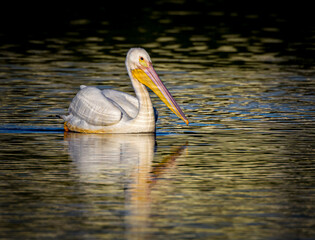 Beautiful white pelican floats in reflective pond in Amberjack, near Sarasota