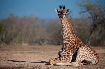 Baby Giraffe seen a resting on a safari in South Africa