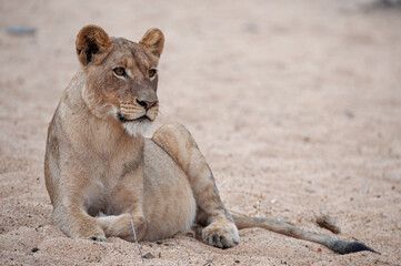 A young Female lion seen on a safari in South Africa