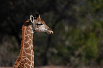 Baby Giraffe seen a resting on a safari in South Africa