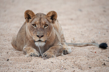 A young Female lion seen on a safari in South Africa