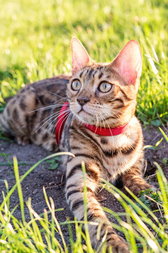 the cat on a leash walks on the street at sunset.