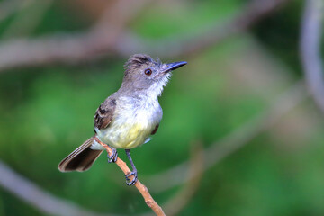Short-crested Flycatcher (Myiarchus ferox) perched on a branch under a green background