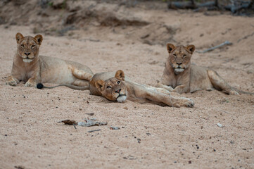 Female lions seen on a safari in South Africa