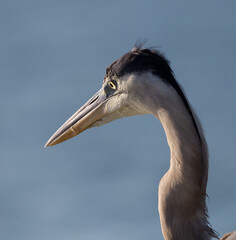 close up of great blue heron looking left