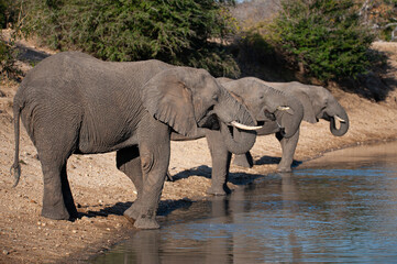 African elephants seen on a safari in South Africa