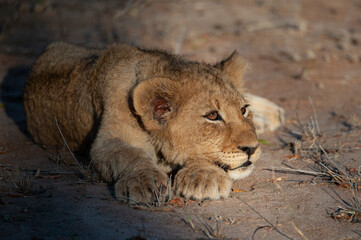 A Cute Lion cub seen on a safari in South Africa