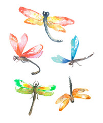 watercolor hand drawn set of dragonfly