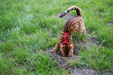 Bengal cat digs a hole in the lawn. Walking with a cat on a harness