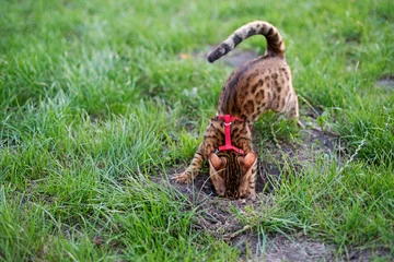 Fotobehang Bengal cat digs a hole in the lawn. Walking with a cat on a harness © Yevheniia