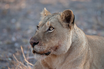 A young Female lion seen on a safari in South Africa
