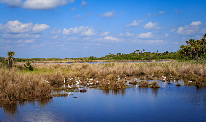 Egrets and spoonbills fishing in pond in Viera Beach