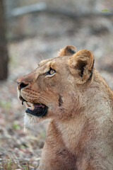 A young Female lion seen on a safari in South Africa