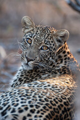 A Wild Leopard seen on a safari in South Africa