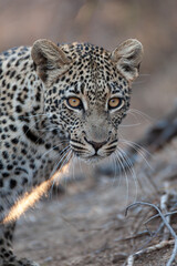 A Wild Leopard seen on a safari in South Africa