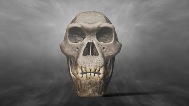 3D Recreation of Skull of Homo Erectus Dmanisi 