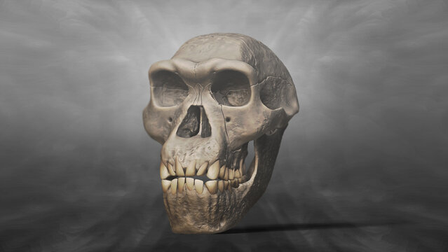 3D Recreation of Skull of Homo Erectus Dmanisi 