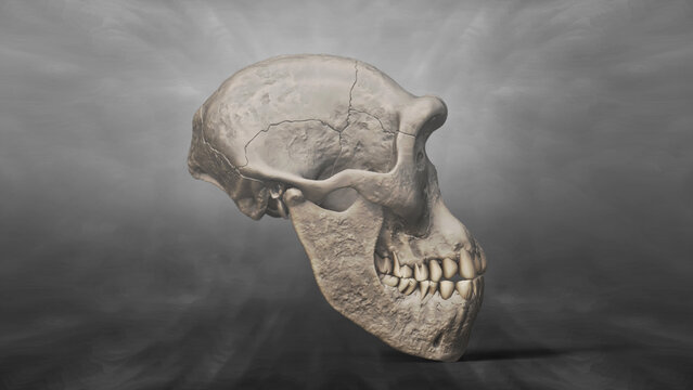 3D Recreation of Skull of Homo Erectus Dmanisi 