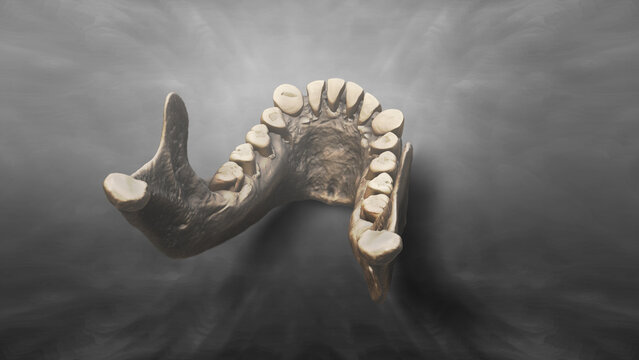 3D Recreation of Skull of Homo Erectus Dmanisi 