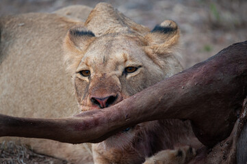 Female Lions seen feeding on a kill on a safari in South Africa