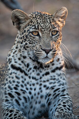 A Wild Leopard seen on a safari in South Africa