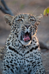 Fototapeta premium A Wild Leopard seen on a safari in South Africa