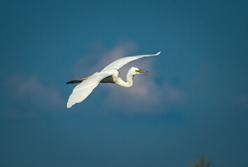 Great egret flies overhead with blue sky and clouds behind