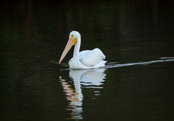 White pelican, Pelecanus erythrorhynchos, Ding Darling National Wildlife Refuge, Florida