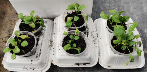 Cultivating vegetables using styrofoam food pack. Selective focus points