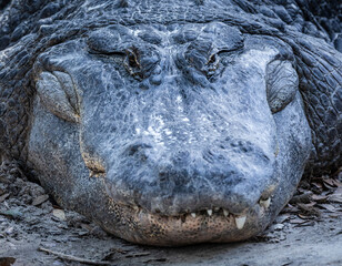 Naklejka premium Alligator at St. Augustine Alligator Farm, Florida, USA.