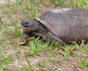 Naklejka na ściany i meble Gopher tortoise feeding, Florida, USA.