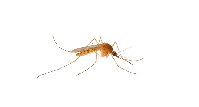 Common house mosquito isolated on white background, Culex pipiens