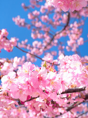 青空とサクラの花