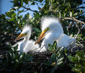 Great egret chicks, Florida, USA.